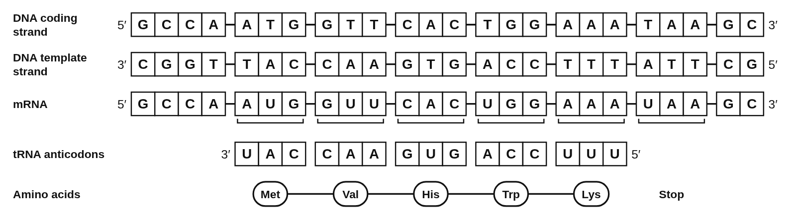 Rows of base boxes for a 24-base DNA coding strand 5′ GCCA ATG GTT CAC TGG AAA TAA GC 3′, its template strand, the mRNA, the tRNA anticodons and the amino acids, with brackets under each codon of the mRNA from AUG to the stop codon UAA: Met, Val, His, Trp and Lys as a chain of beads, then Stop, and no amino acids under the four bases before AUG or the two after UAA
