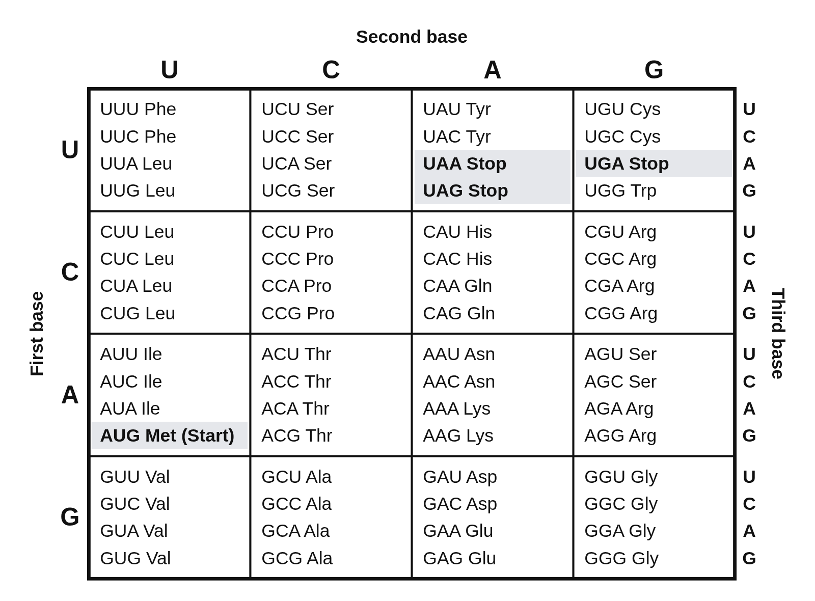 A square codon chart with the first base U, C, A, G down the left, the second base across the top and the third base down the right, each of the 16 cells listing four codons with their amino acids, AUG Met (Start) and the stop codons UAA, UAG and UGA in bold on gray