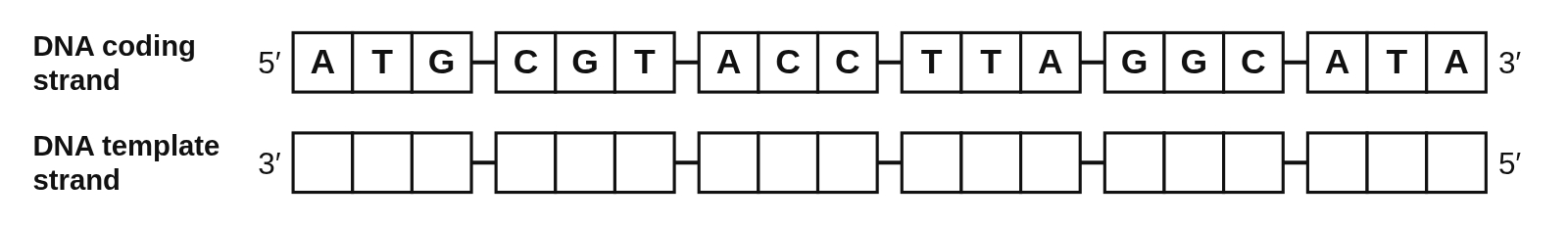 A DNA coding strand 5′ ATG CGT ACC TTA GGC ATA 3′ in boxes, with a row of 18 empty boxes under it labeled DNA template strand, running 3′ to 5′, for students to write the complementary bases in