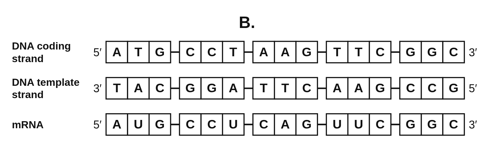 Answer choice B: the DNA coding strand 5′ ATG CCT AAG TTC GGC 3′, the template strand 3′ TAC GGA TTC AAG CCG 5′ and an mRNA row 5′ AUG CCU CAG UUC GGC 3′, where the seventh base, C, does not pair with the T above it