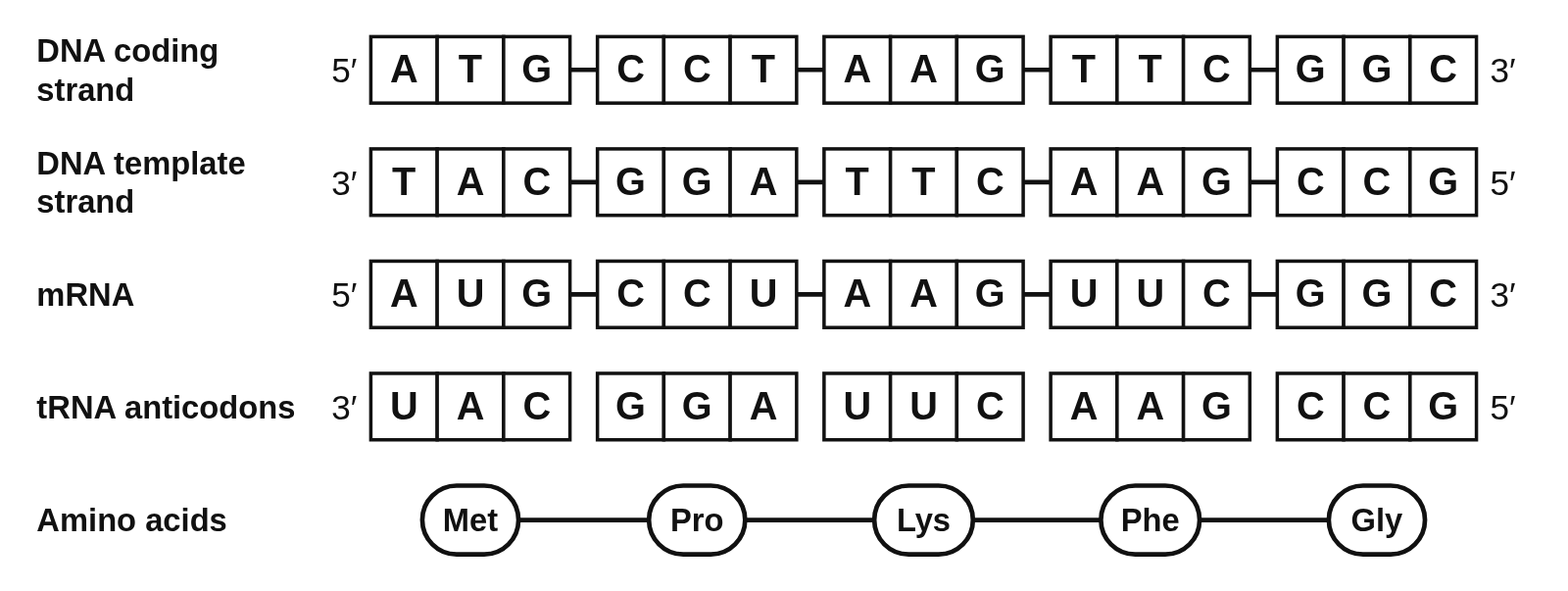 Five rows of base boxes lined up base under base, each with its 5′ and 3′ ends: the DNA coding strand 5′ ATG CCT AAG TTC GGC 3′, the DNA template strand 3′ TAC GGA TTC AAG CCG 5′, the mRNA 5′ AUG CCU AAG UUC GGC 3′, the tRNA anticodons UAC GGA UUC AAG CCG, and a chain of amino acid beads Met, Pro, Lys, Phe and Gly, one under each codon