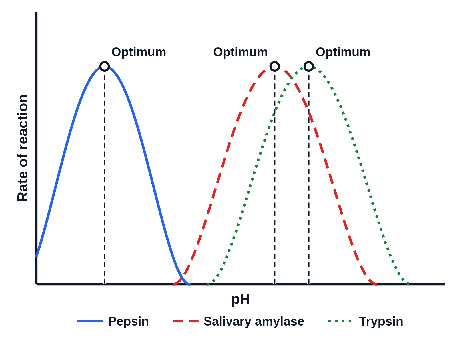 Graph of rate of reaction against pH with no numbers on the axes: three bell-shaped curves, pepsin (solid blue) peaking at pH 2, salivary amylase (dashed red) at pH 7 and trypsin (dotted green) at pH 8, each peak marked with a dot, a dashed line down to the pH axis and the label Optimum, and a key under the graph