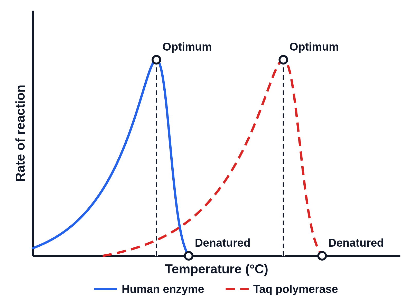 Graph of rate of reaction against temperature (°C) with no numbers on the axes: a solid blue curve for a human enzyme and a dashed red curve for Taq polymerase, each rising slowly to an optimum marked with a dot and a dashed line, labeled Optimum, then falling steeply to a dot on the axis labeled Denatured