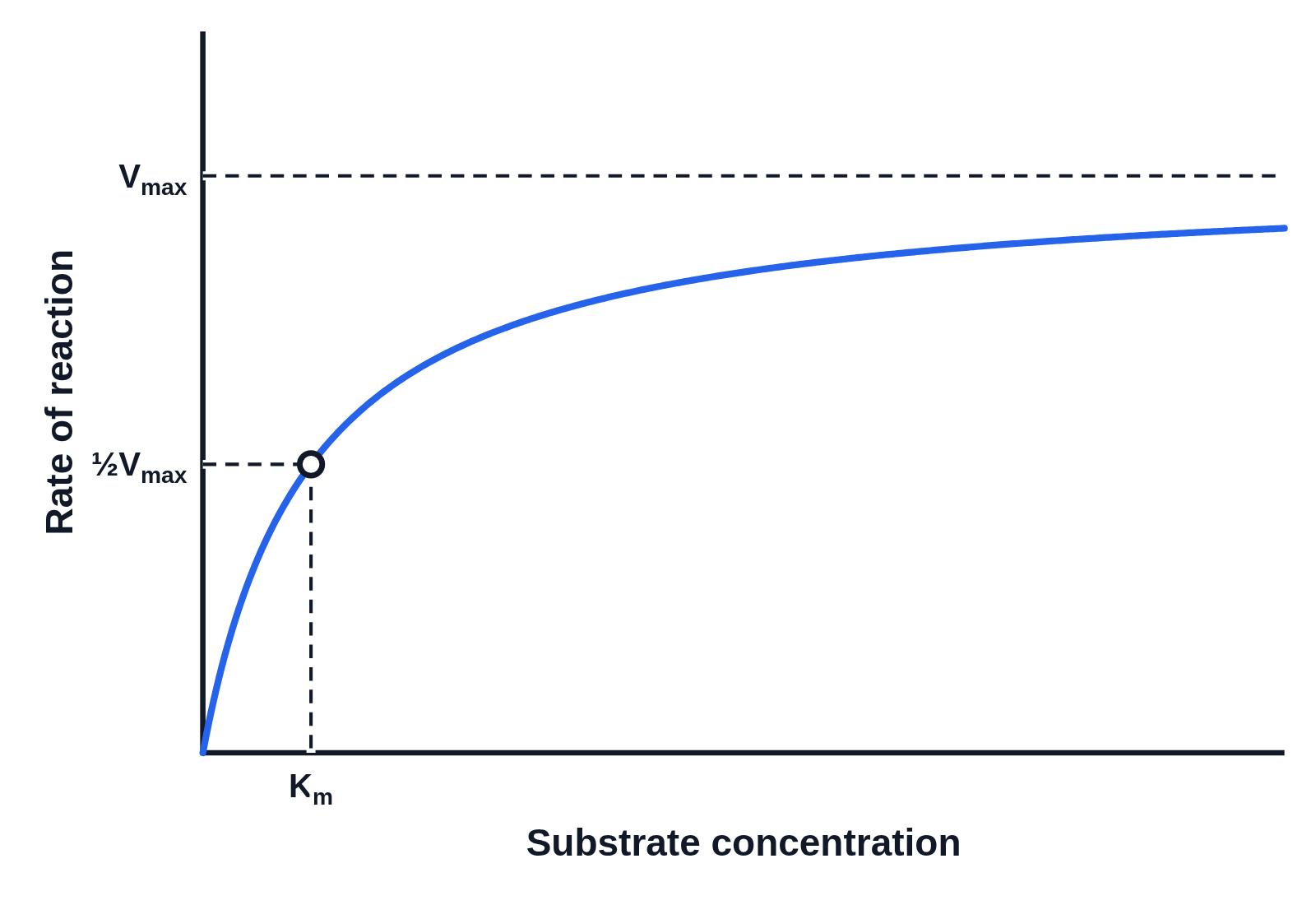Graph of rate of reaction against substrate concentration with no numbers on the axes: one curve rising steeply and levelling off under a dashed line labeled Vmax, with a dot at half that height joined by dashed lines to the y-axis, labeled ½Vmax, and down to the x-axis, labeled Km