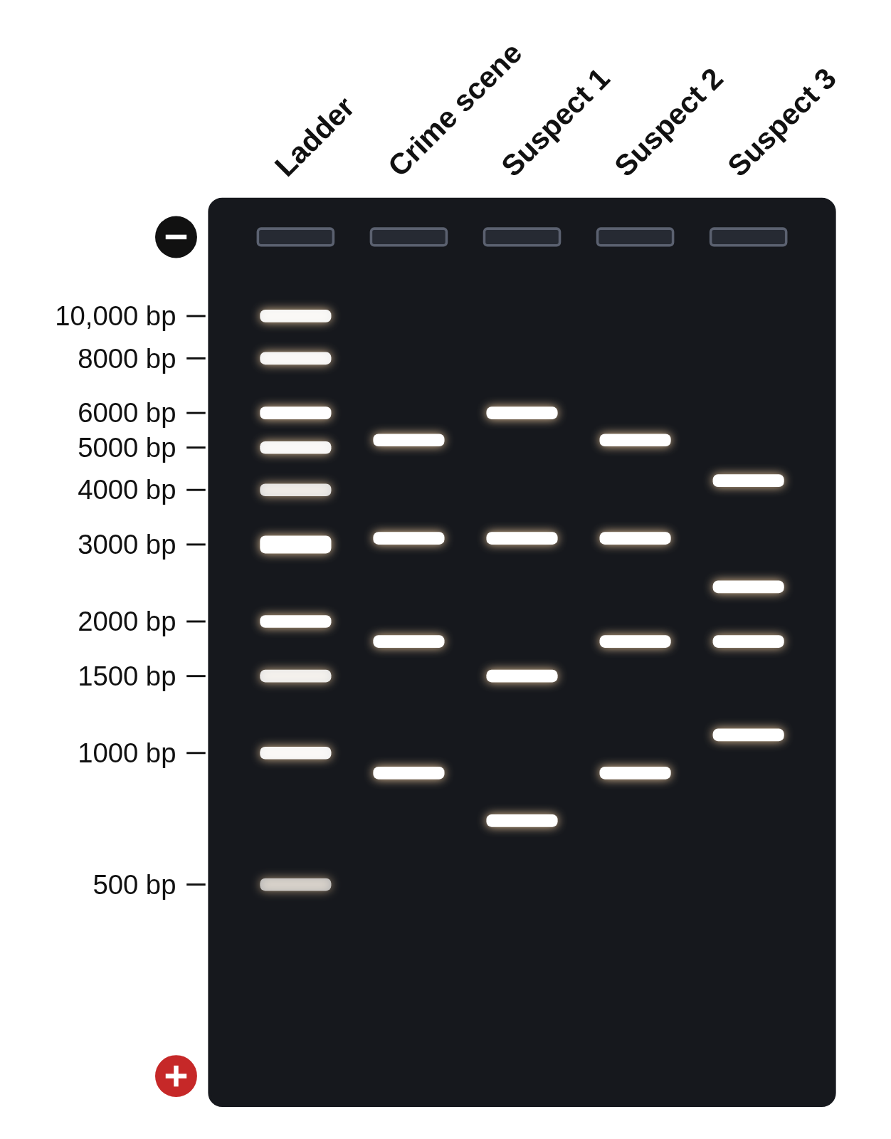 A glowing agarose gel with five lanes labeled Ladder, Crime scene, Suspect 1, Suspect 2 and Suspect 3; the 1 kb ladder is labeled from 10,000 bp down to 500 bp, and each other lane has four bands