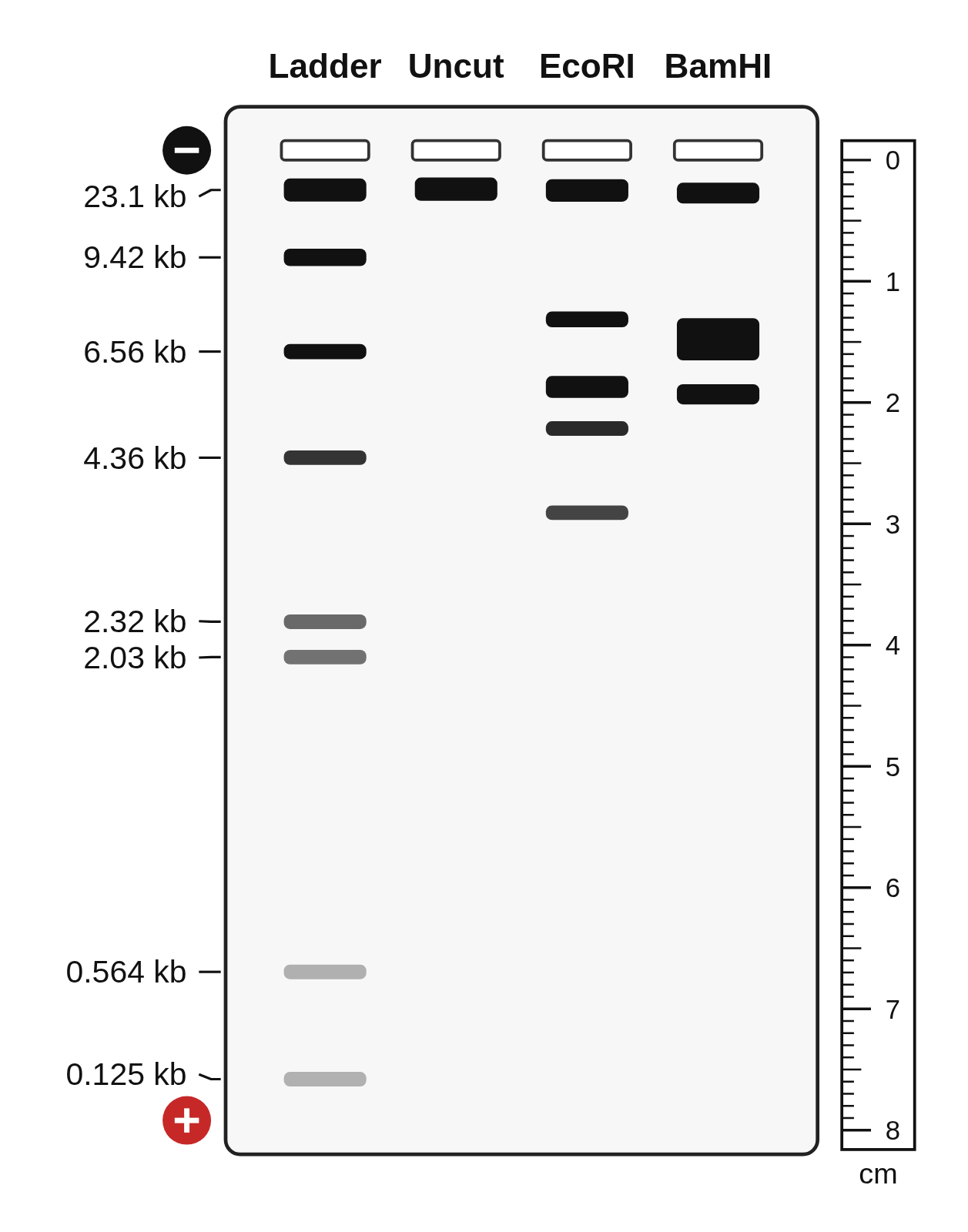 A 0.8% agarose gel with four lanes labeled Ladder, Uncut, EcoRI and BamHI, the λ DNA / HindIII ladder labeled from 23.1 kb to 0.125 kb, and a centimeter ruler beside the gel from 0 to 8 cm