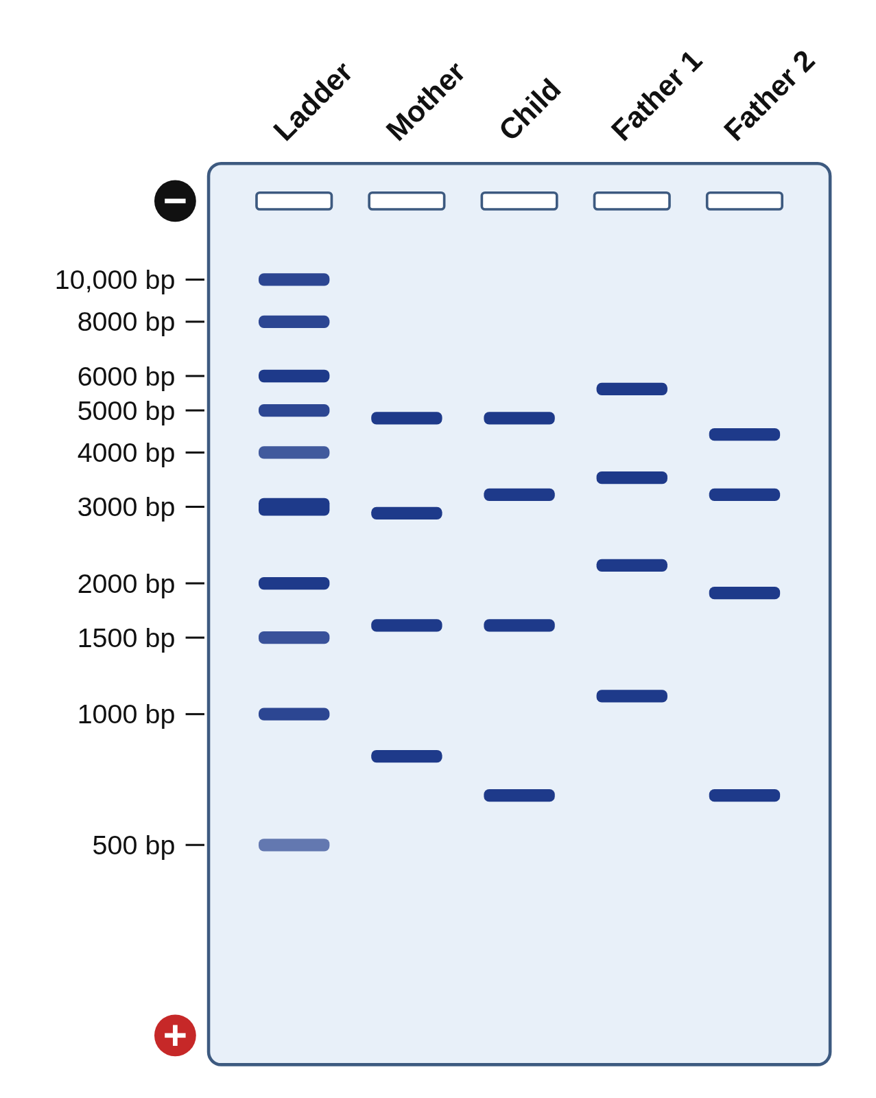 A pale blue agarose gel with blue bands in five lanes labeled Ladder, Mother, Child, Father 1 and Father 2; the 1 kb ladder is labeled from 10,000 bp to 500 bp, and each other lane has four bands