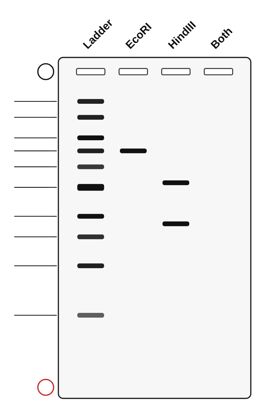 A 1% agarose gel with four lanes labeled Ladder, EcoRI, HindIII and Both; blank lines beside the ladder’s ten bands, empty circles at both ends for the electrodes, and the Both lane left empty