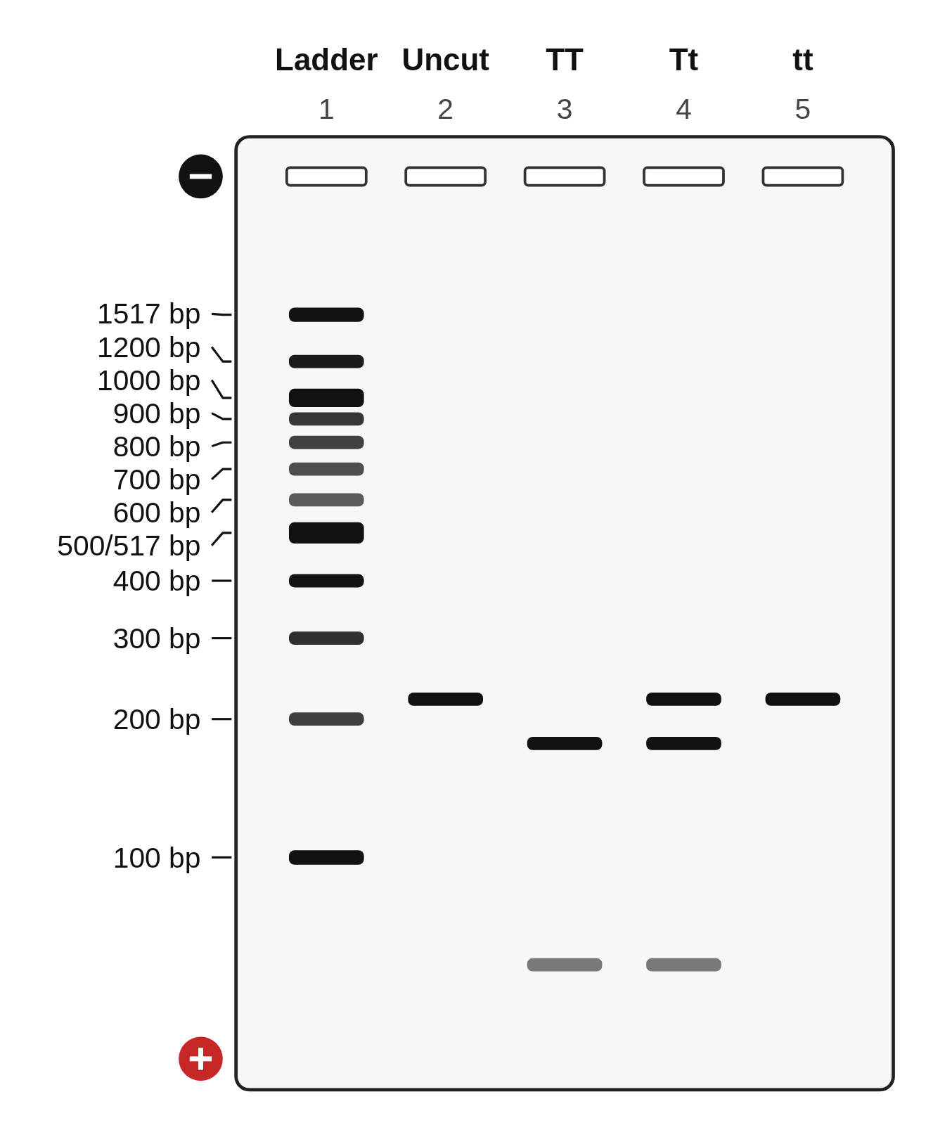 A 2% agarose gel with five numbered lanes labeled Ladder, Uncut, TT, Tt and tt; the 100 bp ladder is labeled from 1517 bp down to 100 bp, the uncut and tt lanes have one band, TT has two and Tt has three