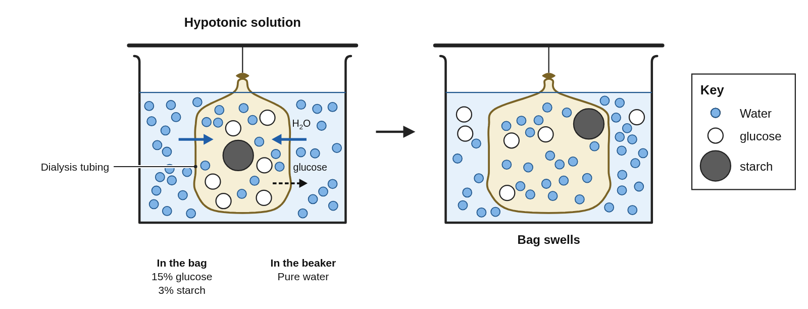 A dialysis tubing bag tied to a rod, in a beaker of pure water, holding white glucose particles and a dark starch particle among blue water particles; water arrows point into the bag and a dashed arrow labeled glucose points out of it; then an arrow to the same bag swollen larger, with glucose particles now on both sides and the starch still inside