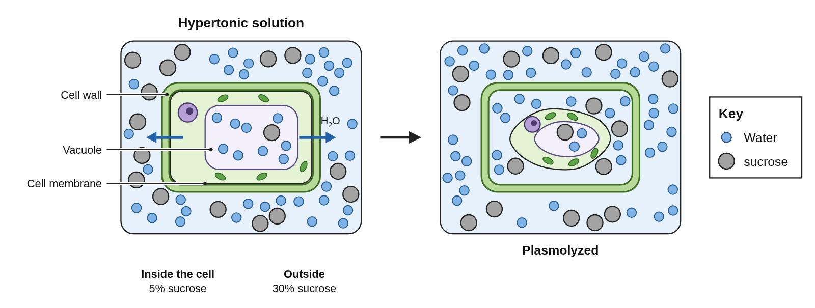 A plant cell with a nucleus and chloroplasts, its cell wall, vacuole and cell membrane labeled down the left, in a box crowded with gray sucrose particles, with water arrows pointing out across the wall, labeled Hypertonic solution, then an arrow to the same cell plasmolyzed, its membrane and cytoplasm pulled away from the wall into a rounded shape around a small vacuole, with the sugar solution filling the gap