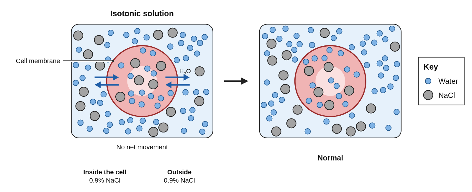 A red blood cell with gray NaCl particles inside in a box of 0.9% NaCl solution with as many particles per space, water arrows going both ways across the membrane labeled No net movement, labeled Isotonic solution, then an arrow to the same normal disc-shaped cell