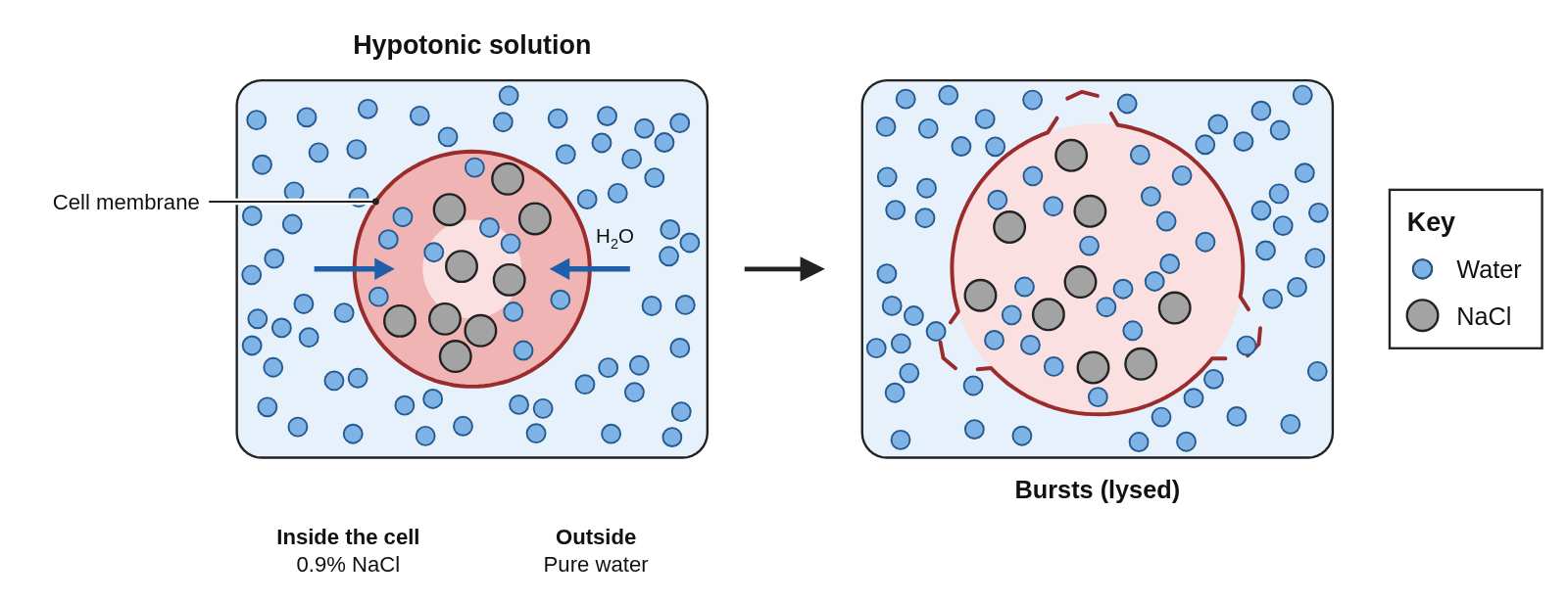 A red blood cell with a few gray NaCl particles inside, in a box of pure water full of blue water particles, with water arrows pointing into the cell, labeled Hypotonic solution, then an arrow to the same cell swollen and burst open, its membrane torn, labeled Bursts (lysed)