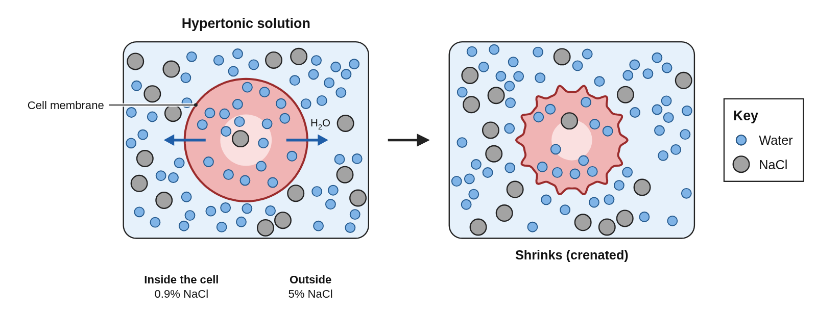 A red blood cell with a few gray NaCl particles inside, in a box crowded with NaCl particles, with water arrows pointing out of the cell, labeled Hypertonic solution, then an arrow to the same cell shrunken with spiky edges, labeled Shrinks (crenated)