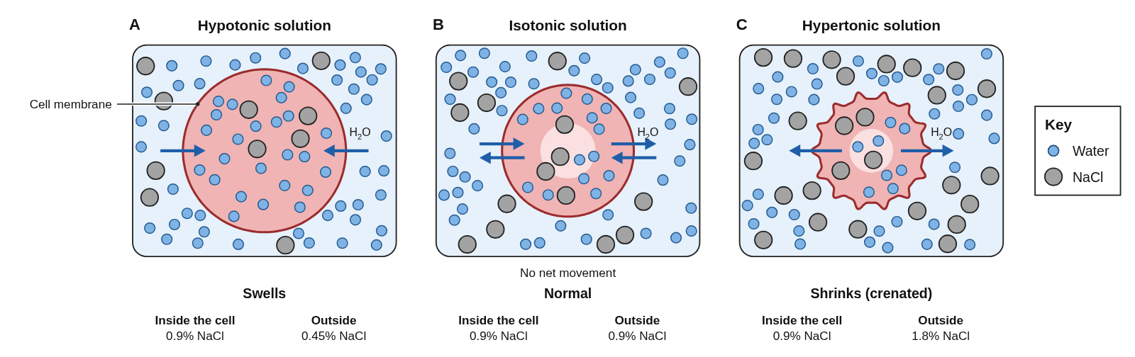 Three red blood cells, each in a box of salt solution with gray NaCl particles and blue water particles: A in a hypotonic 0.45% solution, swollen round, with water arrows pointing in; B in an isotonic 0.9% solution, a normal disc with arrows both ways and the words No net movement; C in a hypertonic 1.8% solution, shrunken with spiky edges, with water arrows pointing out