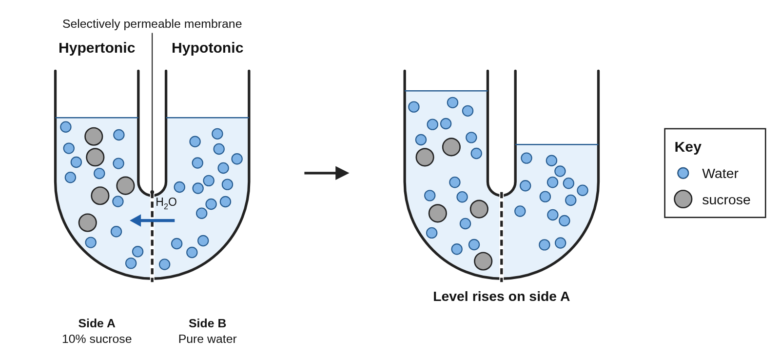 A U-tube with a selectively permeable membrane at the bottom: side A holds 10% sucrose with gray sucrose particles and fewer blue water particles, side B holds pure water, the levels equal, with a water arrow from side B across the membrane to side A; then an arrow to the same U-tube with the level higher on side A and lower on side B