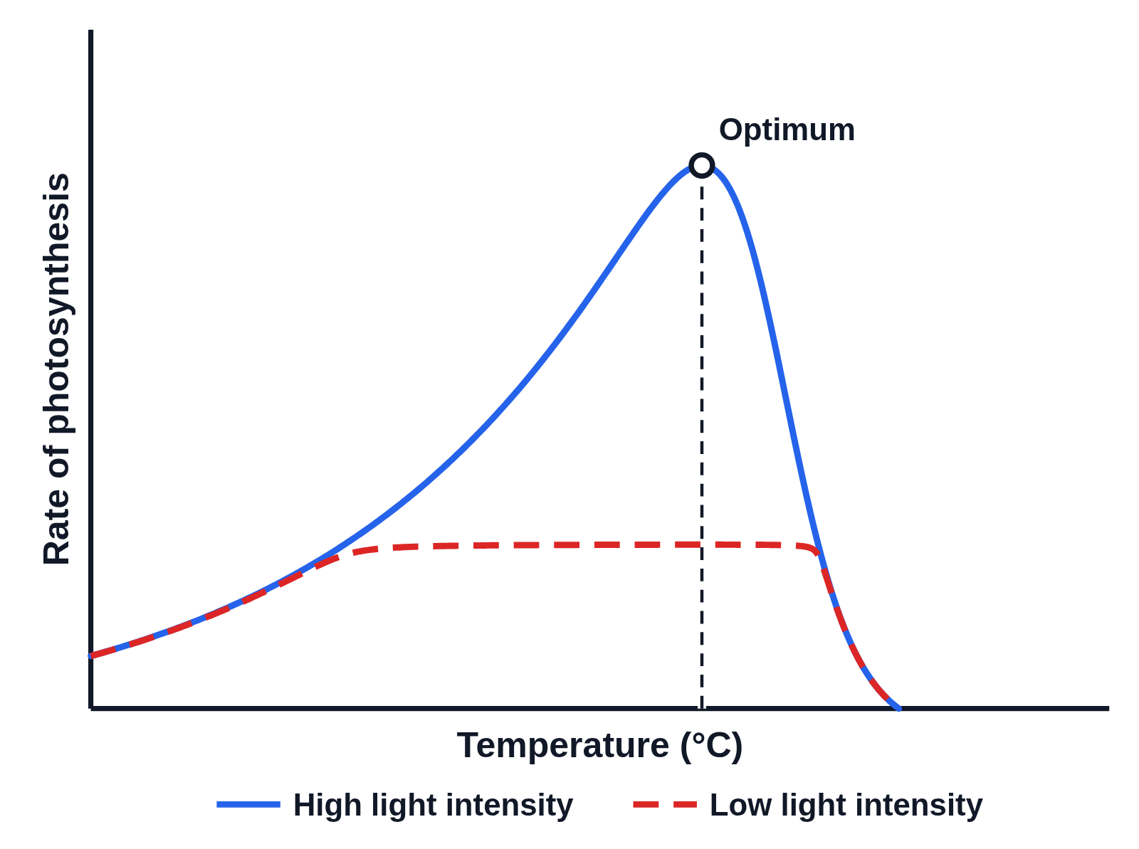 Graph of rate of photosynthesis against temperature (°C) with no numbers on the axes: a solid blue high light intensity curve rising to a peak marked Optimum with a dot and a dashed line down to the axis, then falling steeply to zero, and a dashed red low light intensity curve with a low flat top that follows it down at both ends