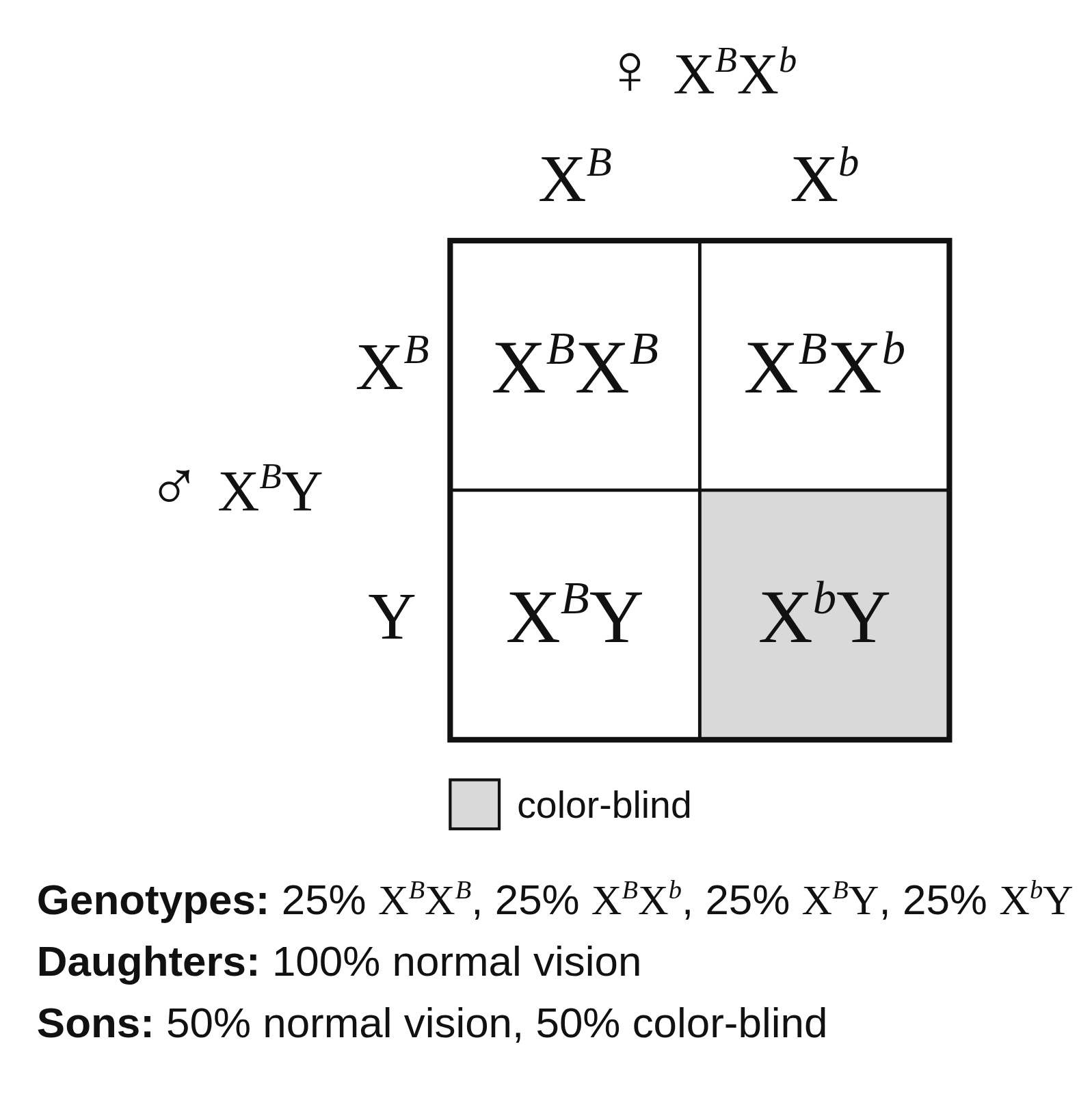 An X-linked Punnett square crossing ♀ XᴮXᵇ × ♂ XᴮY, with gametes Xᴮ and Xᵇ across the top and Xᴮ and Y down the side, offspring XᴮXᴮ, XᴮXᵇ, XᴮY and XᵇY, the color-blind cell shaded gray, and percentages for genotypes, daughters and sons below