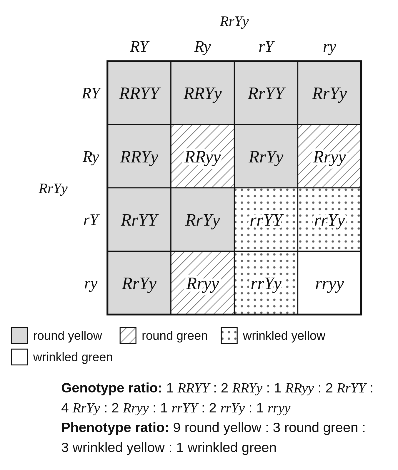 A 4 by 4 Punnett square crossing RrYy × RrYy with gametes RY, Ry, rY and ry on each side, 16 offspring genotypes shaded by phenotype, a key for round yellow, round green, wrinkled yellow and wrinkled green, and the genotype and phenotype ratios below