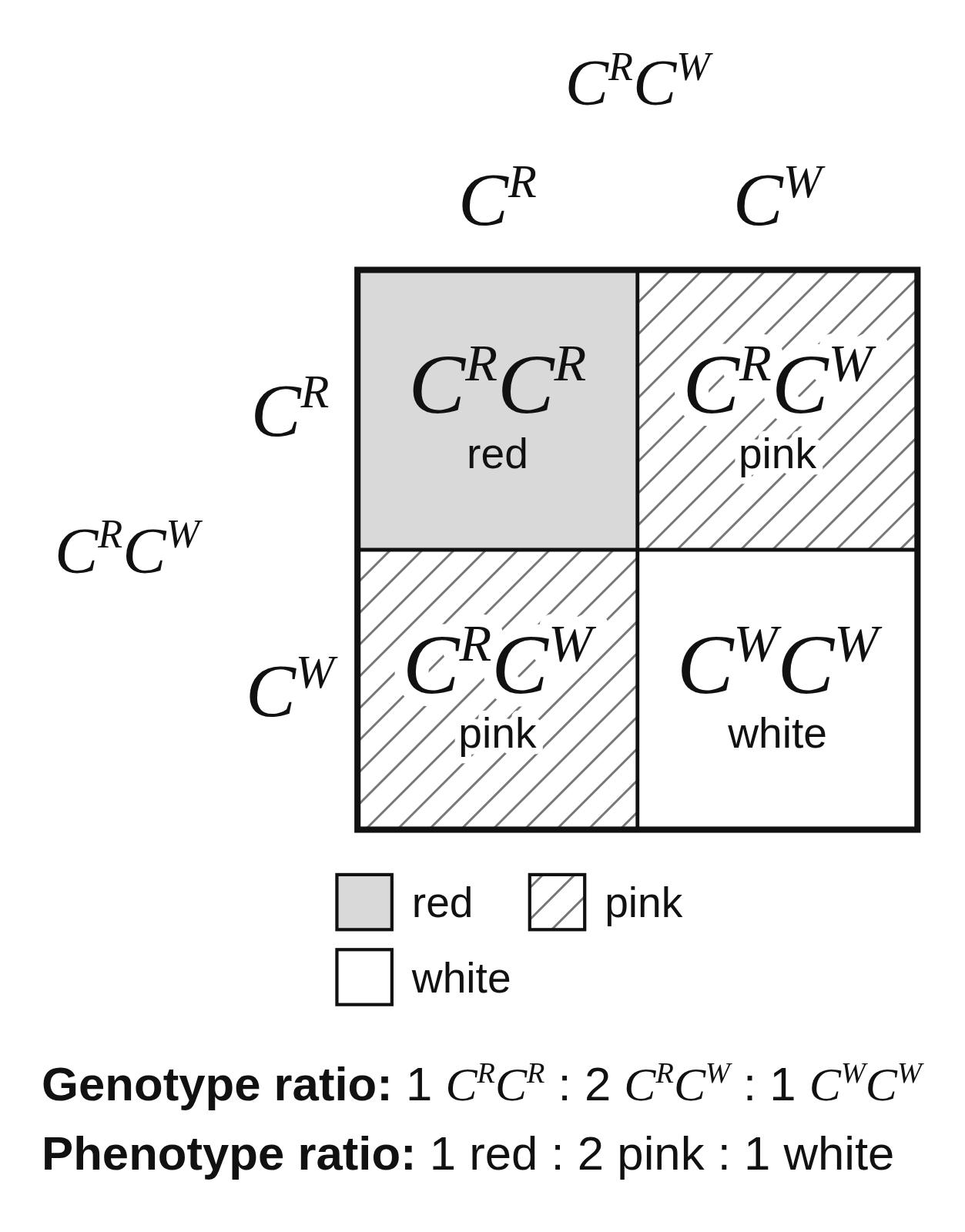 A Punnett square crossing two pink snapdragons, CᴿCᵂ × CᴿCᵂ, with offspring CᴿCᴿ red, CᴿCᵂ pink, CᴿCᵂ pink and CᵂCᵂ white, red shaded gray, pink hatched, white unshaded, a key, and the genotype and phenotype ratios below