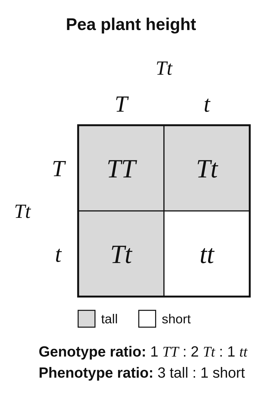 A Punnett square titled Pea plant height crossing Tt × Tt, with gametes T and t on each side, offspring TT, Tt, Tt and tt, the tall cells shaded gray, a key for tall and short, and the genotype and phenotype ratios below